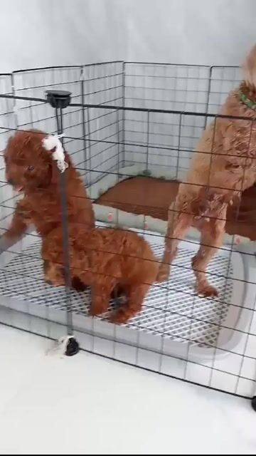 Chó Poodle Nâu đỏ 2 tháng tuổi. Mua bán Chó tại Huyện Đức Linh Bình Thuận được đăng bởi Henna hình 1