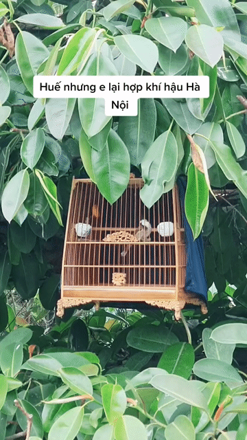 Chim chào mào Huế 6 vụ xoắn dài khỏe mạnh. Mua bán Chim tại Huyện Thanh Oai Hà Nội được đăng bởi Đức hình 1