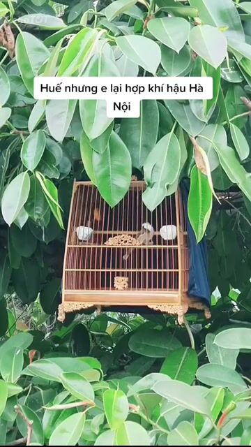 Chim chào mào Huế 6 vụ xoắn dài khỏe mạnh. Mua bán Chim tại Huyện Thanh Oai Hà Nội được đăng bởi Đức hình 1