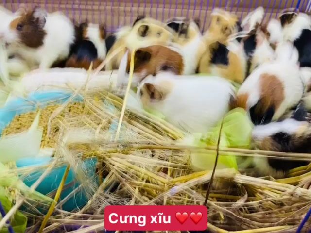 Chuột lang (Bọ Ú) giá rẻ Đà Nẵng. Mua bán Thú cưng khác tại Quận Thanh Khê Đà Nẵng được đăng bởi Mr. Dinh hình 1