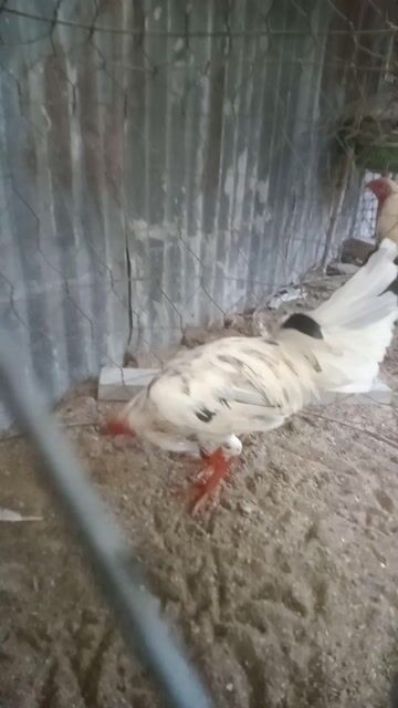 Gà chọi trống 1.4kg chân vàng bớt xanh. Mua bán Gà tại Huyện Kế Sách Sóc Trăng được đăng bởi Thanh Nguyễn hình 1