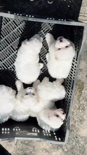 chó poodlle trắng siêu cute nhà sinh sản. Mua bán Chó tại Huyện Bình Chánh Tp Hồ Chí Minh được đăng bởi mini pet house sài gòn hình 1