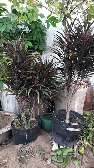 Cây huyết dụ màu đỏ tía. Mua bán Cây cảnh, đồ trang trí tại Huyện Nhà Bè Tp Hồ Chí Minh được đăng bởi Minh Nghiêm hình 1