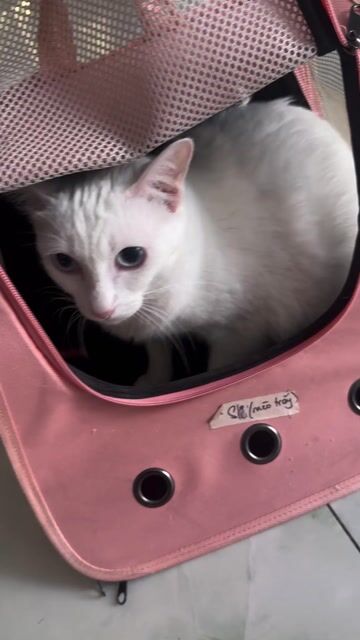 mèo anh lông ngắn đẹp. Mua bán Mèo tại Quận 7 Tp Hồ Chí Minh được đăng bởi phạm văn thịnh  hình 1