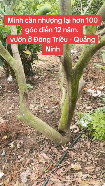 Bưởi đang cho trái hơn 12 năm tuổi. Gốc đẹp. Mua bán Đồ chuyên dụng, Giống nuôi trồng tại Thị xã Đông Triều Quảng Ninh được đăng bởi Phạm tiến phong hình 1