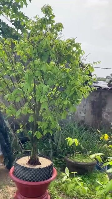 bán Mai Xuân Quảng Nam dáng trực thông. Mua bán Cây cảnh, đồ trang trí tại Thị xã Điện Bàn Quảng Nam được đăng bởi mai vàng đam mê hình 1