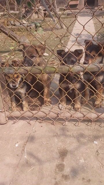 Chó becgie. Mua bán Chó tại Quận Hai Bà Trưng Hà Nội được đăng bởi Bui thi xuan hình 1