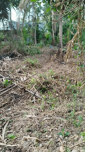 Mua bán Đất Huyện Tam Bình Vĩnh Long diện tích 600 m² giá 580 triệu
