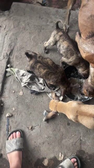 nhà em có chó phú quốc ạ các bác ủng hộ. Mua bán Chó tại Huyện Kiến Xương Thái Bình được đăng bởi vũ văn sơn hình 1