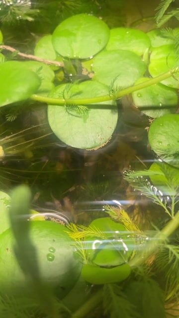 Cá cảnh Cá 7 màu Nhiều màu. Mua bán Thú cưng khác tại Thành phố Thủ Đức Tp Hồ Chí Minh được đăng bởi Đạt hình 1