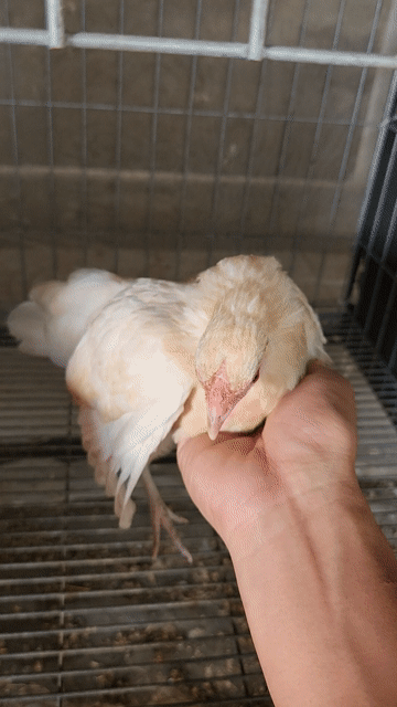 Gà Tre Mỹ mini mái Trắng làm giống. Mua bán Gà tại Huyện Châu Phú An Giang được đăng bởi Gà kiểng hình 1