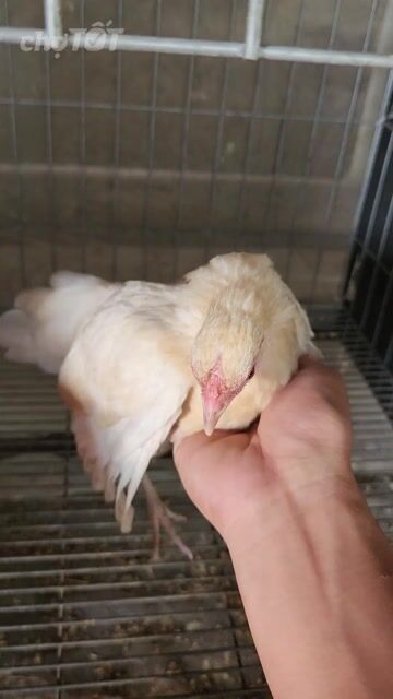 Gà Tre Mỹ mini mái Trắng làm giống. Mua bán Gà tại Huyện Châu Phú An Giang được đăng bởi Gà kiểng hình 1