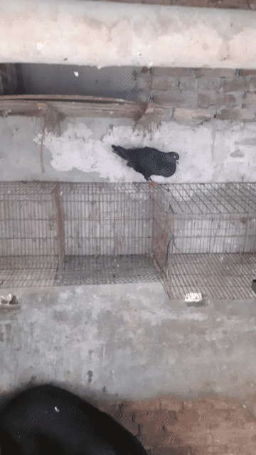 Bồ câu Gà đen trống hoặc gl mái.. Mua bán Chim tại Huyện Thanh Trì Hà Nội được đăng bởi Đào hình 1