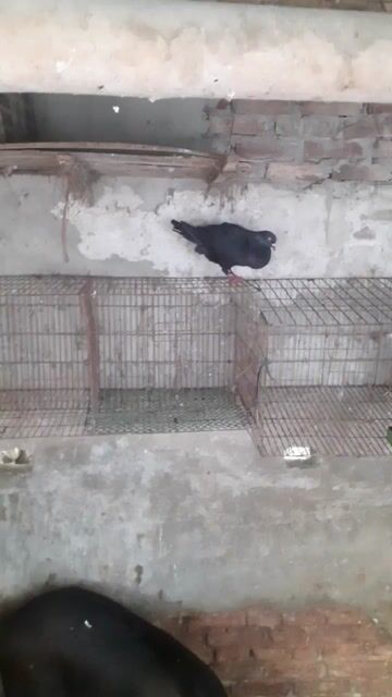 Bồ câu Gà đen trống hoặc gl mái.. Mua bán Chim tại Huyện Thanh Trì Hà Nội được đăng bởi Đào hình 1