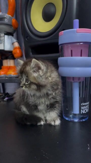 Mèo Anh lông dài Tabby 2 tháng. Mua bán Mèo tại Quận 3 Tp Hồ Chí Minh được đăng bởi Tên chưa cung cấp hình 1