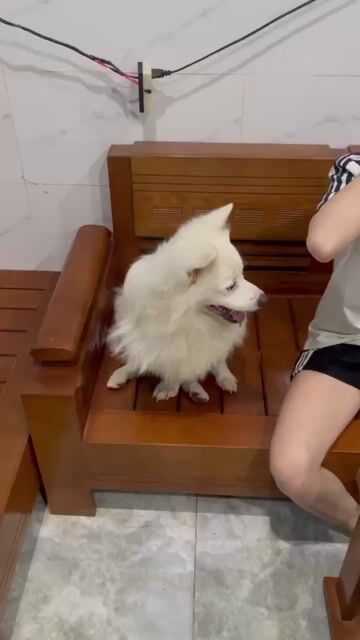 Chó Phốc Sóc cái đã tiêm. Mua bán Chó tại Huyện Củ Chi Tp Hồ Chí Minh được đăng bởi Văn Tặng Grap hình 1