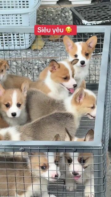 Cogri Thuần chủng cún tại nhà. Mua bán Chó tại Quận 10 Tp Hồ Chí Minh được đăng bởi Ken péthop hình 1