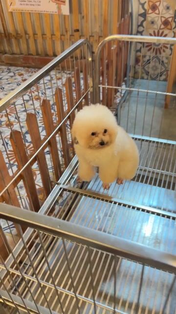 Poodle đực giống teacup đã có sản phẩm. Mua bán Chó tại Quận Ninh Kiều Cần Thơ được đăng bởi Nguyễn Dương hình 1