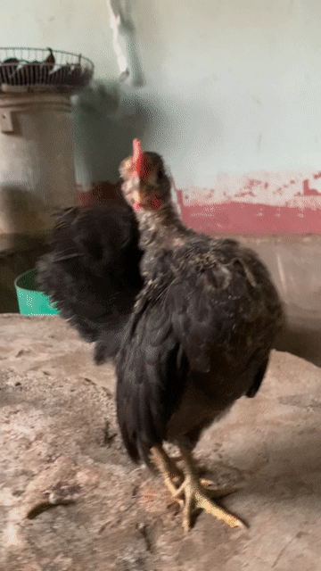 Gà Serama 2.5 tháng tuổi. Mua bán Gà tại Huyện Thống Nhất Đồng Nai được đăng bởi Nguyễn Hoàn hình 1