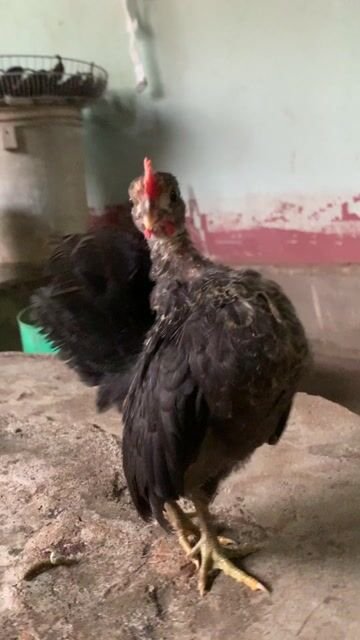 Gà Serama 2.5 tháng tuổi. Mua bán Gà tại Huyện Thống Nhất Đồng Nai được đăng bởi Nguyễn Hoàn hình 1