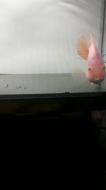 Cá Hồng Két Hồng bằng bàn tay. Mua bán Thú cưng khác tại Quận 5 Tp Hồ Chí Minh được đăng bởi Ho Quoc Cuong  hình 1