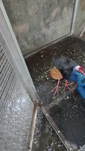 Trích cồ nè. Mua bán Chim tại Thành phố Sa Đéc Đồng Tháp được đăng bởi TH hình 1