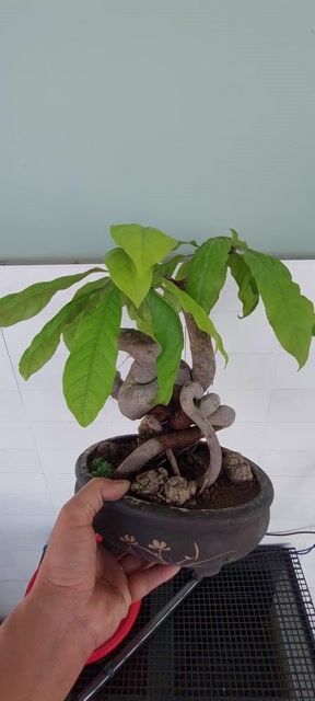 Cây cảnh bonsai Lộc vừng để bàn. Mua bán Cây cảnh, đồ trang trí tại Huyện Hóc Môn Tp Hồ Chí Minh được đăng bởi Dương lê văn hình 1