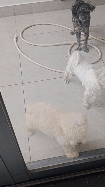 Chó Poodle Cái Nhỏ Kem 2.5 tháng đã tiêm. Mua bán Chó tại Thành phố Thủ Đức Tp Hồ Chí Minh được đăng bởi Thuy Truong hình 1