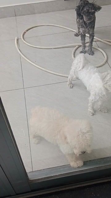 Chó Poodle Cái Nhỏ Kem 2.5 tháng đã tiêm. Mua bán Chó tại Thành phố Thủ Đức Tp Hồ Chí Minh được đăng bởi Thuy Truong hình 1