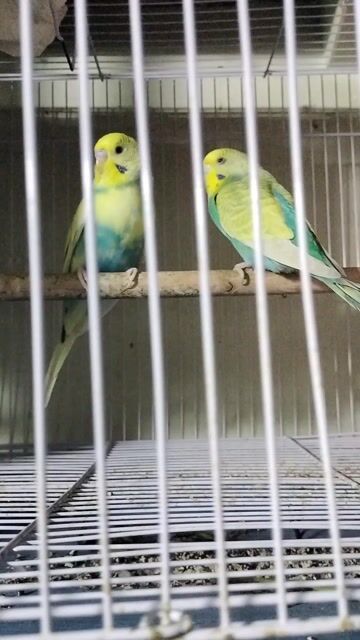 Chim yến phụng Xanh vàng Hà Lan. Mua bán Chim tại Thành phố Thủ Đức Tp Hồ Chí Minh được đăng bởi quốc bảo  hình 1