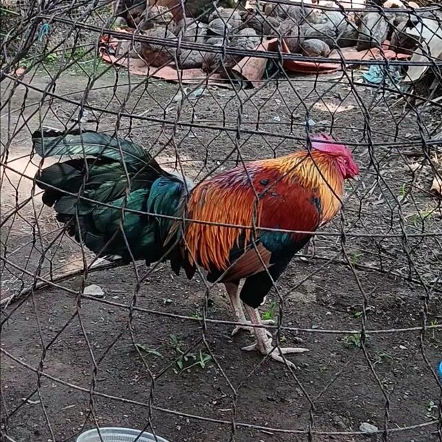 Gà điều vàng 2k9. Mua bán Gà tại Huyện Thạnh Phú Bến Tre được đăng bởi thành vinh hình 1