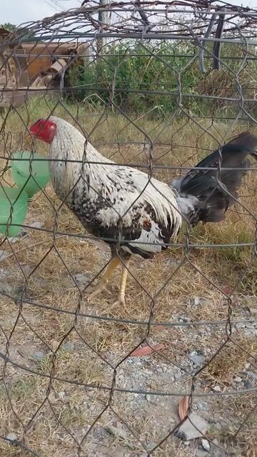 cú cơ bản tơ. Mua bán Gà tại Huyện Đức Hòa Long An được đăng bởi Cun Con hình 1