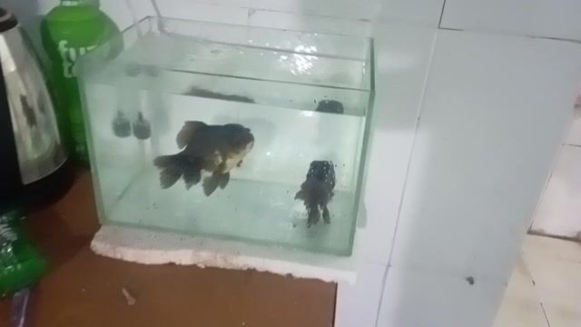 Cá vàng Ranchu màu Đen. Mua bán Thú cưng khác tại Huyện Bình Chánh Tp Hồ Chí Minh được đăng bởi Đam Mê Bất Tận hình 1