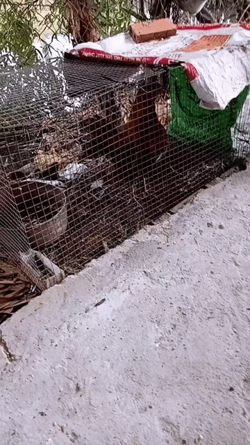 Gà tre trống Nâu đỏ. Mua bán Gà tại Huyện Phụng Hiệp Hậu Giang được đăng bởi Võ thanh hải hình 1