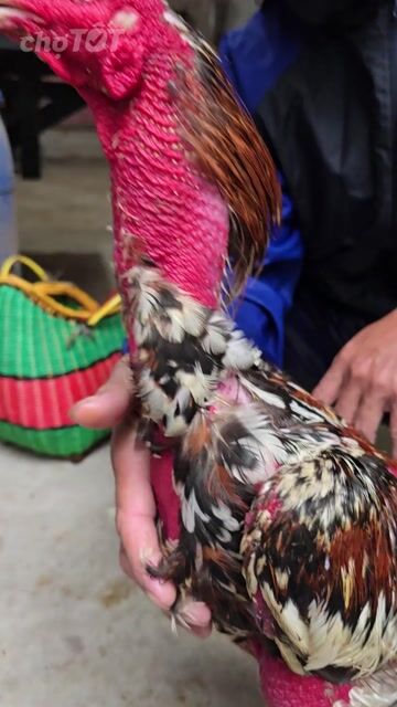 Gà đúc 3kg4 cực hay. Mua bán Gà tại Huyện Sóc Sơn Hà Nội được đăng bởi công đô hình 1