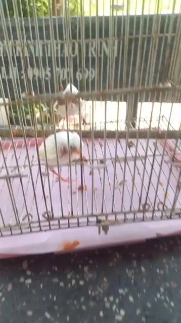 cặp đbang và bạch lem. Mua bán Chim tại Quận Hải Châu Đà Nẵng được đăng bởi Thiên Ân hình 1