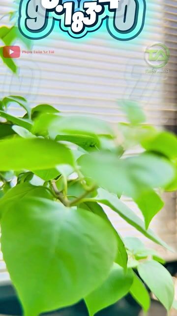 TERA 245 PLUS Kín Dài 2490Kg 2026 Sẵn Xe Giao Ngay. Mua bán Xe tải, xe ben tại Thị xã Bến Cát Bình Dương được đăng bởi PHẠM TUẤN XE TẢI hình 1