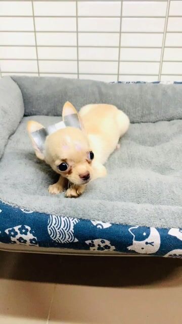 Chihuahua. Mua bán Chó tại Quận 8 Tp Hồ Chí Minh được đăng bởi Nguyễn Mạnh  hình 1
