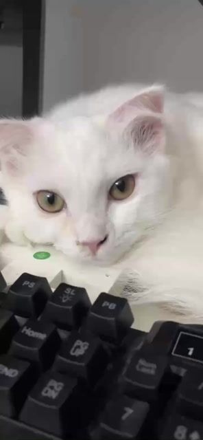 Mèo Anh Cái lông dài Trắng 1 tuổi( chưa triệt sản). Mua bán Mèo tại Quận 10 Tp Hồ Chí Minh được đăng bởi LONG hình 1