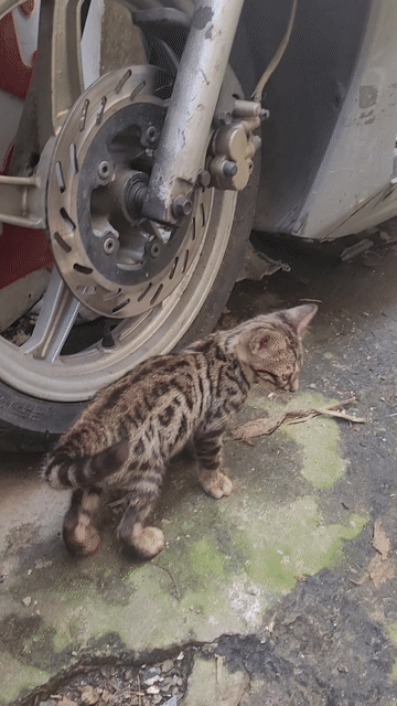 Mèo Bengal đực 2 tháng đốm vằn. Mua bán Mèo tại Quận Bình Thạnh Tp Hồ Chí Minh được đăng bởi tuan hình 1