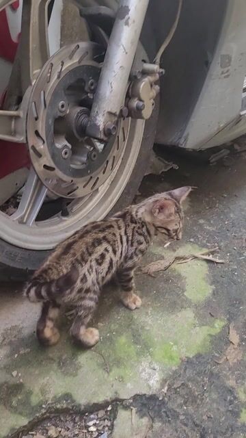 Mèo Bengal đực 2 tháng đốm vằn. Mua bán Mèo tại Quận Bình Thạnh Tp Hồ Chí Minh được đăng bởi tuan hình 1