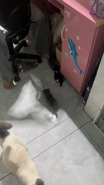 Mèo Munchkin Mèo con. Mua bán Mèo tại Thành phố Biên Hòa Đồng Nai được đăng bởi Quân Trần hình 1
