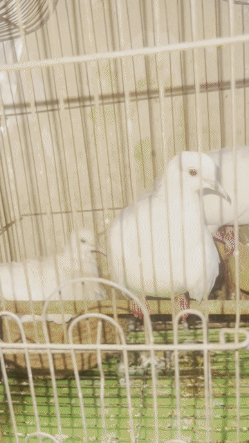 Chim bồ câu Trắng đang sinh sản. Mua bán Chim tại Quận Phú Nhuận Tp Hồ Chí Minh được đăng bởi do khac danh hình 1