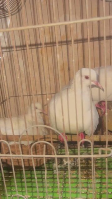 Chim bồ câu Trắng đang sinh sản. Mua bán Chim tại Quận Phú Nhuận Tp Hồ Chí Minh được đăng bởi do khac danh hình 1
