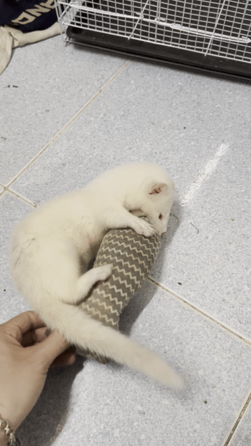 Pass bé Mink 3 tháng. Mua bán Thú cưng khác tại Huyện Hóc Môn Tp Hồ Chí Minh được đăng bởi Thịnh hình 1
