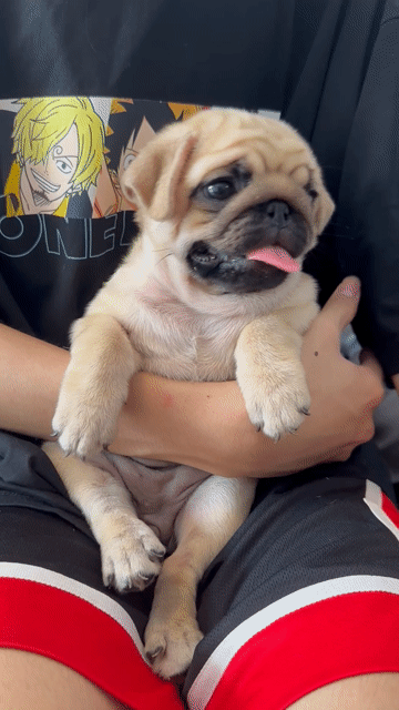 Chó Pug Nâu vàng Thân thiện. Mua bán Chó tại Quận Hoàng Mai Hà Nội được đăng bởi Giang  hình 1