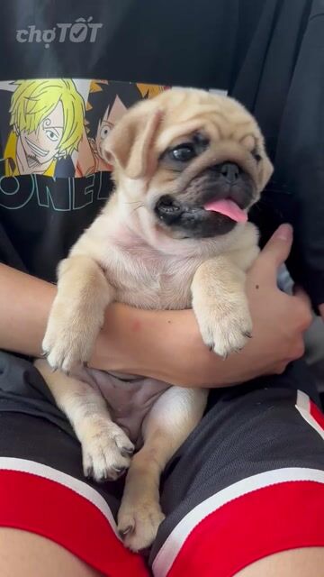 Chó Pug Nâu vàng Thân thiện. Mua bán Chó tại Quận Hoàng Mai Hà Nội được đăng bởi Giang  hình 1
