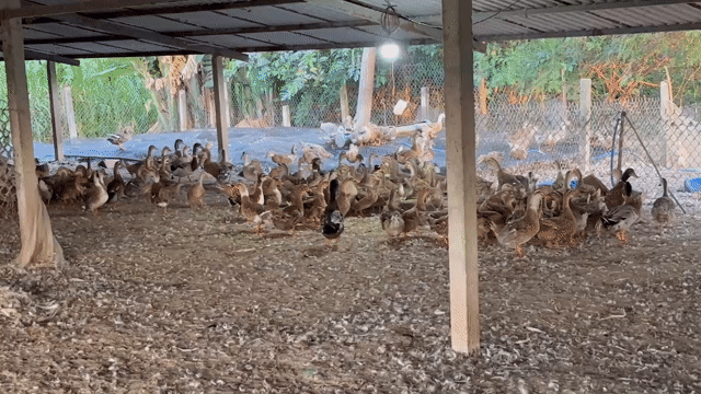 Vịt già dai ngon. Mua bán Đồ ăn, thực phẩm và các loại khác tại Huyện Cần Giuộc Long An được đăng bởi Trọng Ngô hình 1