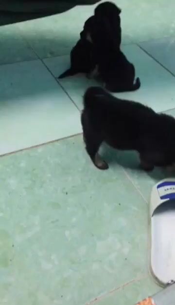 Chó đã biết ăn. Mua bán Chó tại Thành phố Bến Tre Bến Tre được đăng bởi Bang Lưu (Độc cô cầu bại) hình 1