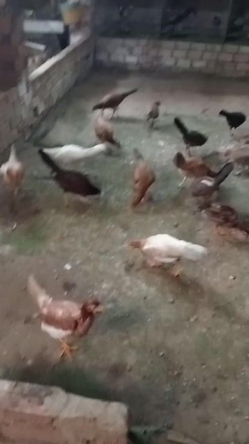 Gà Cuban mái. Mua bán Gà tại Thành phố Biên Hòa Đồng Nai được đăng bởi tiến hình 1
